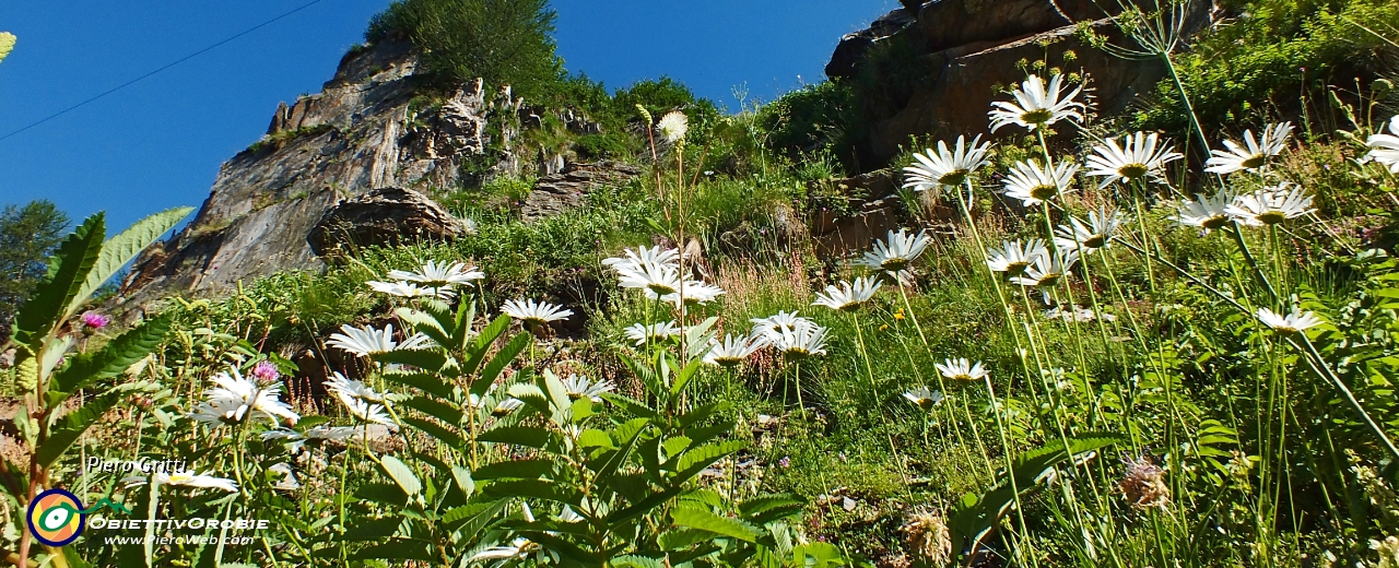 06 margherite 'giganti'....JPG